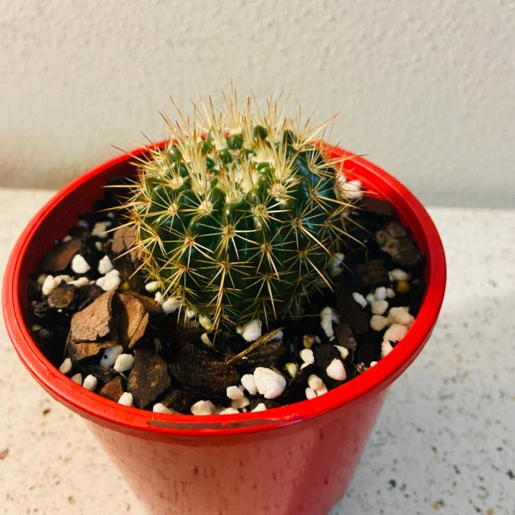 Cacti - Parodia Roseoluteus