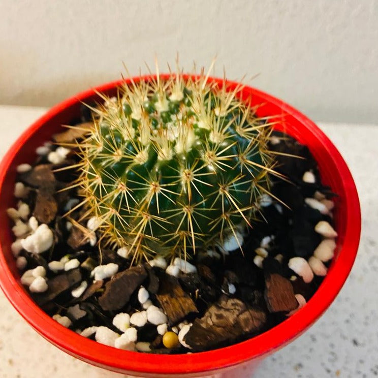 Cacti - Parodia Roseoluteus