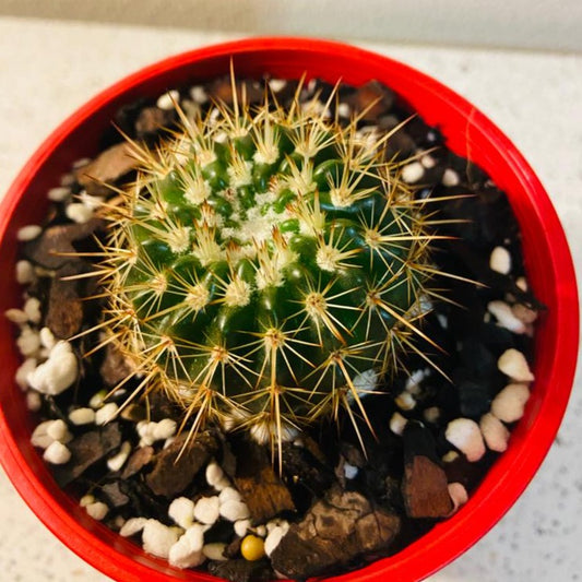 Cacti - Parodia Roseoluteus