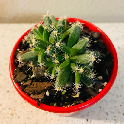 Tricodiadema Densum