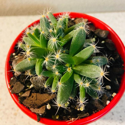 Tricodiadema Densum