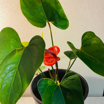 Anthurium#32