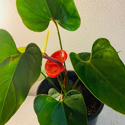 Anthurium#32