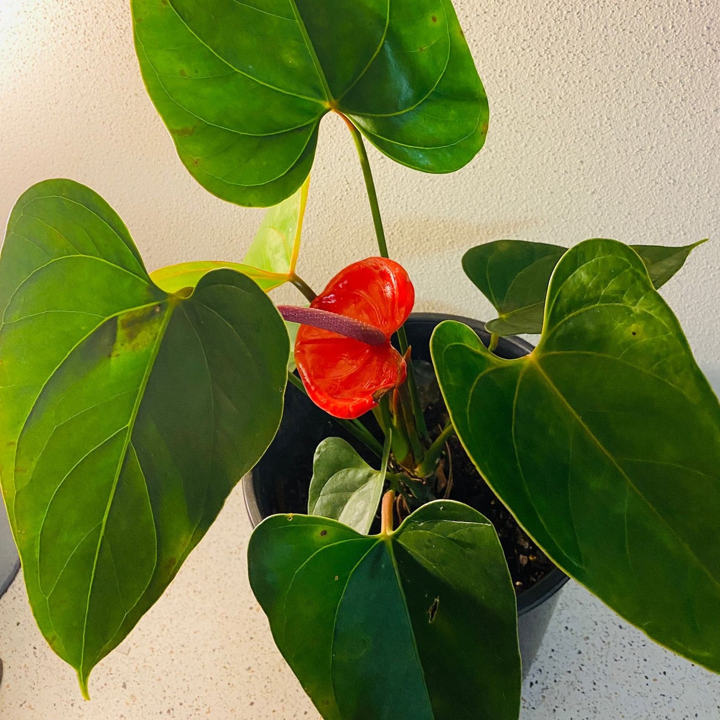 Anthurium#32