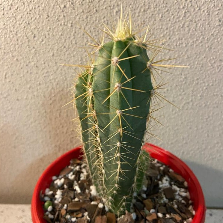 Cacti - Pilocereus Magnificus