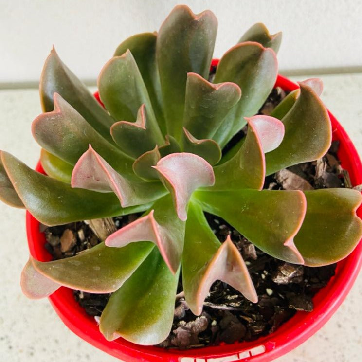 Echeveria Dark Vader