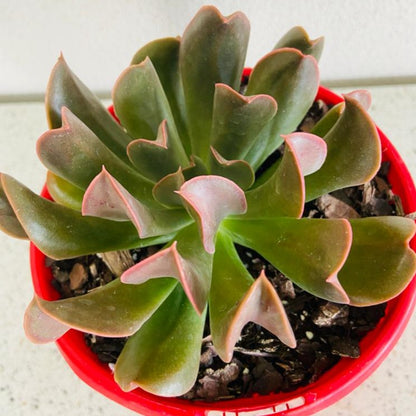 Echeveria Dark Vader