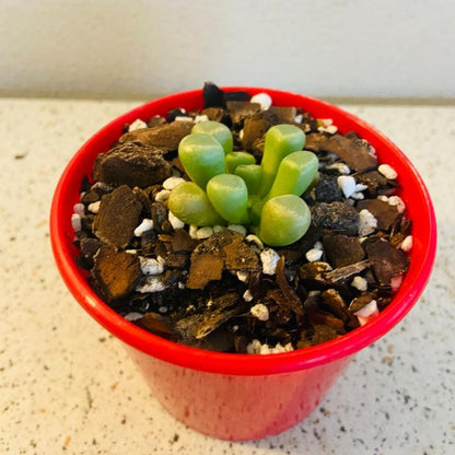 Fenestraria Baby's Toes