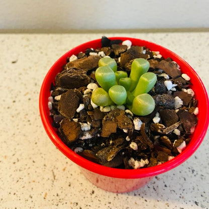 Fenestraria Baby's Toes