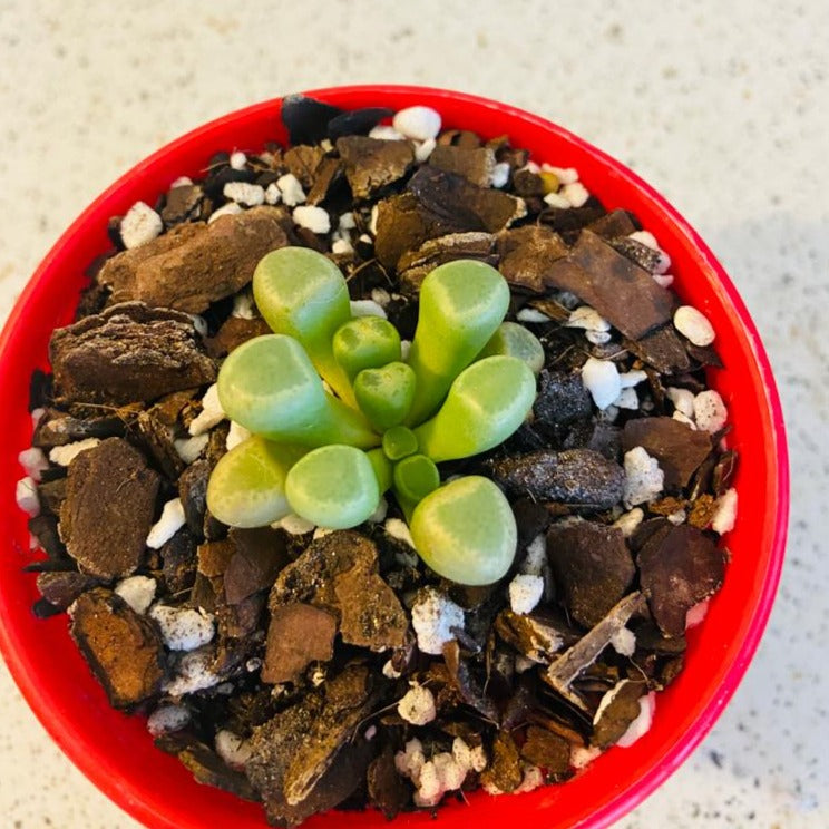 Fenestraria Baby's Toes