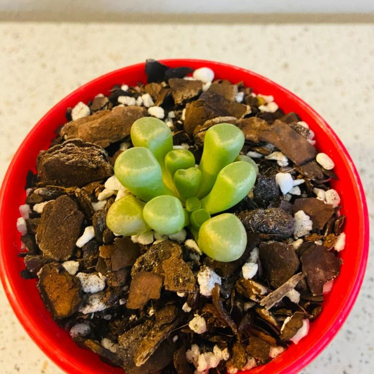 Fenestraria Baby's Toes