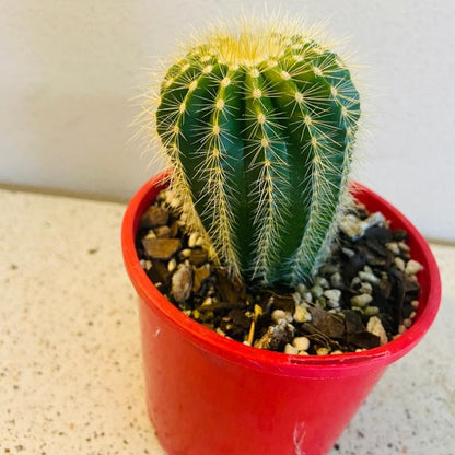 Cacti - Parodia Warasii