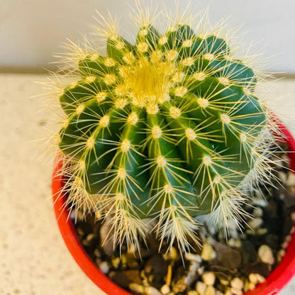 Cacti - Parodia Warasii