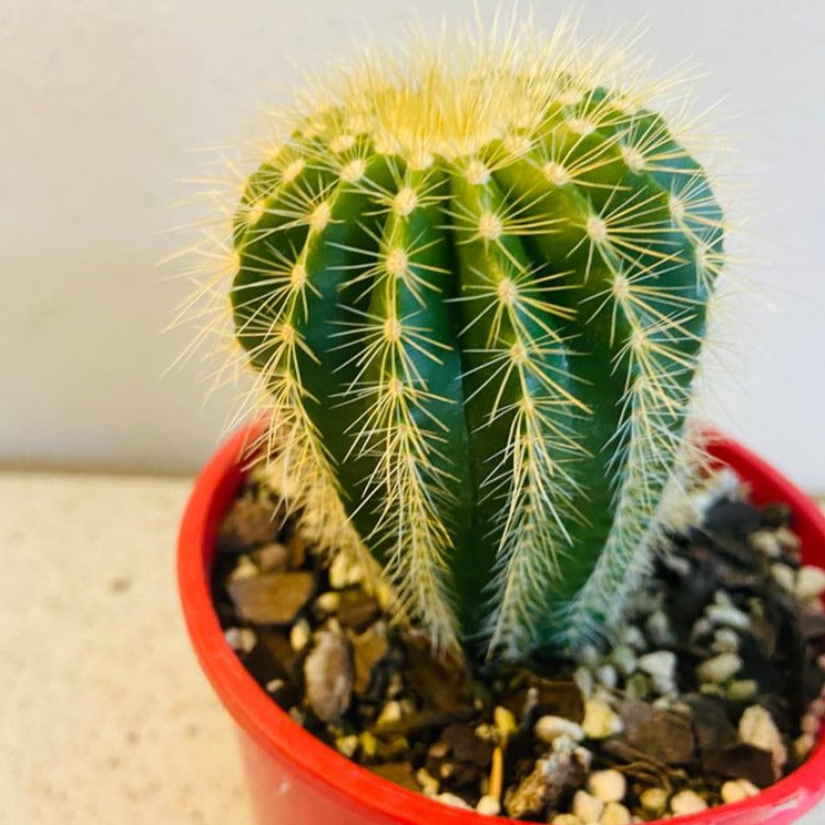 Cacti - Parodia Warasii