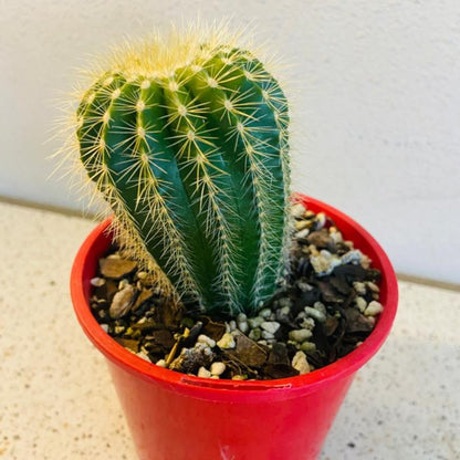 Cacti - Parodia Warasii