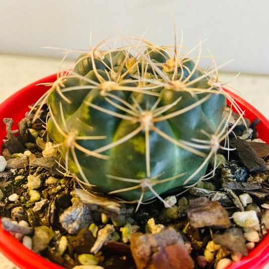 Cacti - Gymnocalycium Netrelianum