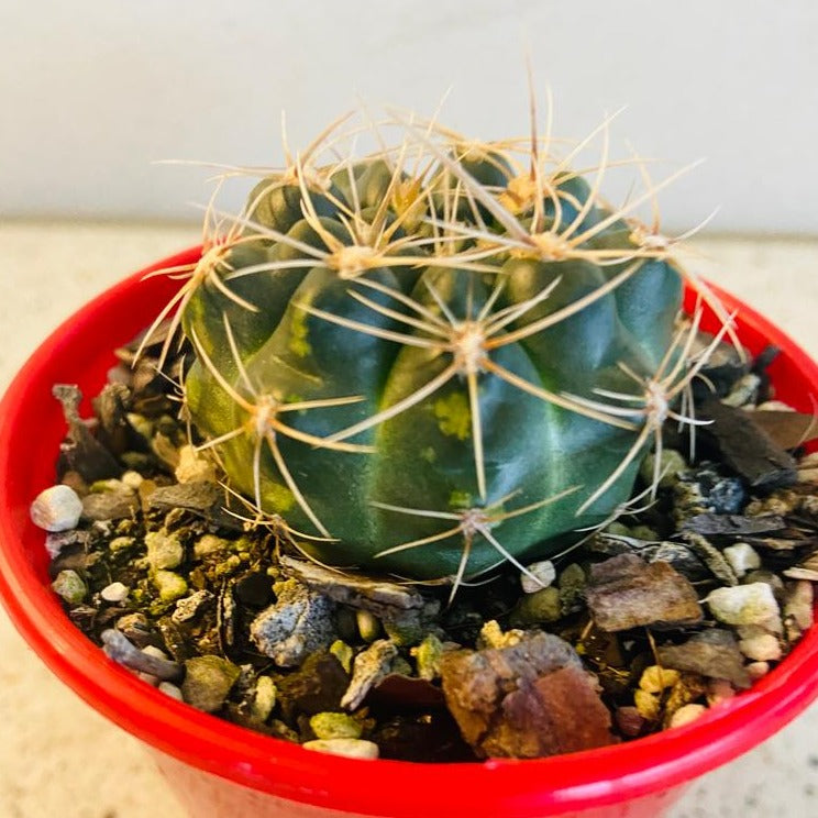 Cacti - Gymnocalycium Netrelianum