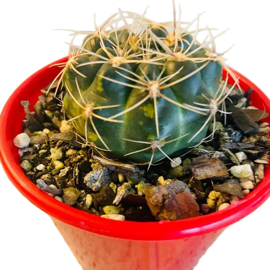 Cacti - Gymnocalycium Netrelianum | Compact Cactus Succulents World