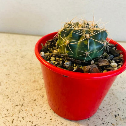 Cacti - Gymnocalycium Netrelianum