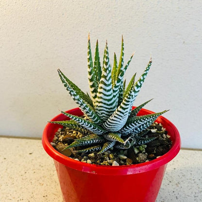 Haworthia Attenuata - 130mm Pot