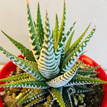 Haworthia Attenuata - 130mm Pot