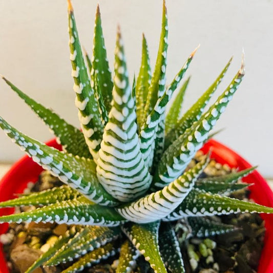 Haworthia Attenuata - 130mm Pot Size