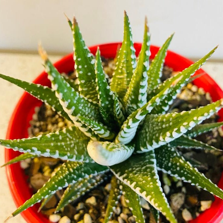 Haworthia Attenuata - 130mm Pot