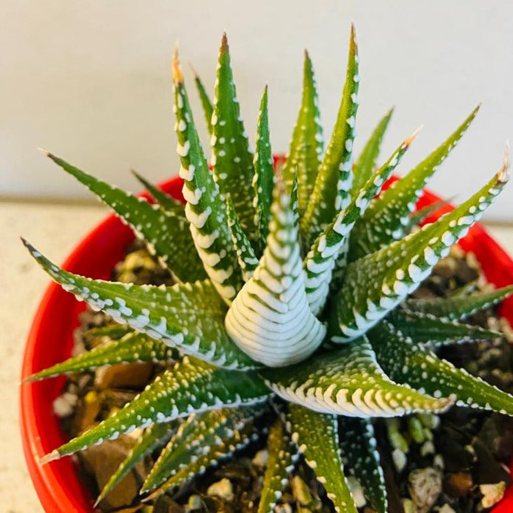 Haworthia Attenuata - 130mm Pot