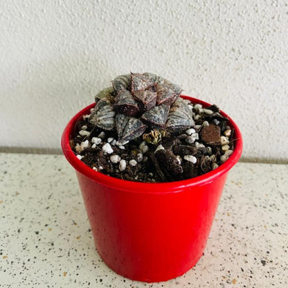 Haworthia Snow Scene