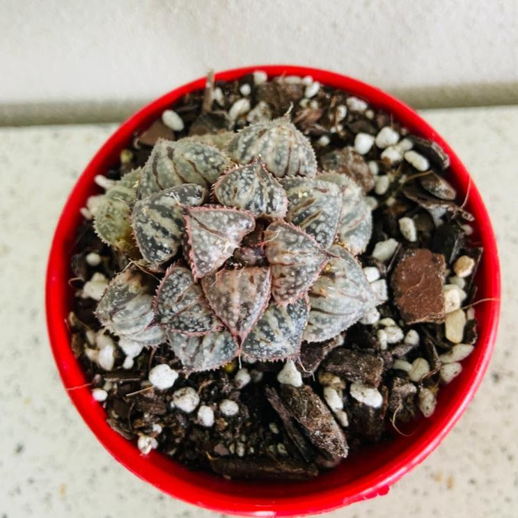 Haworthia Snow Scene