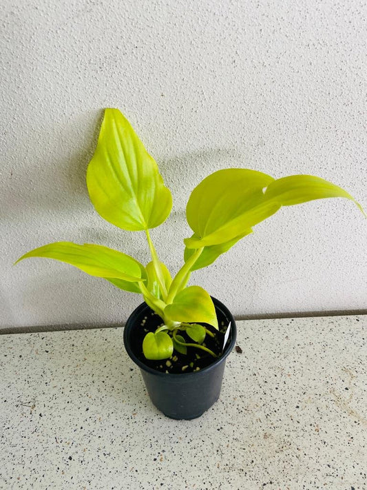 Philodendron Flavum