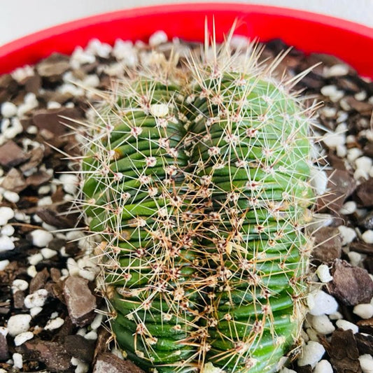 Echinopsis Crested