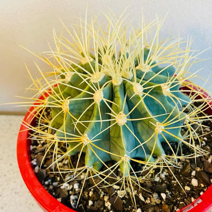 Cacti - Ferocactus Glauscens