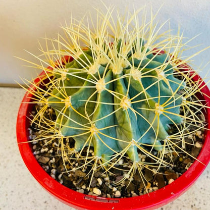 Cacti - Ferocactus Glauscens