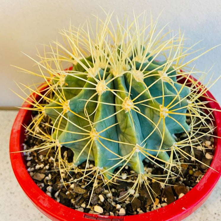 Cacti - Ferocactus Glauscens