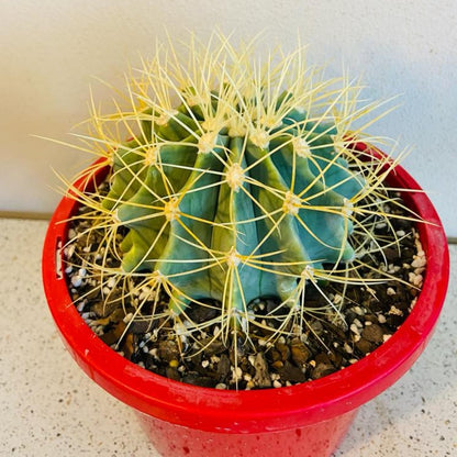 Cacti - Ferocactus Glauscens