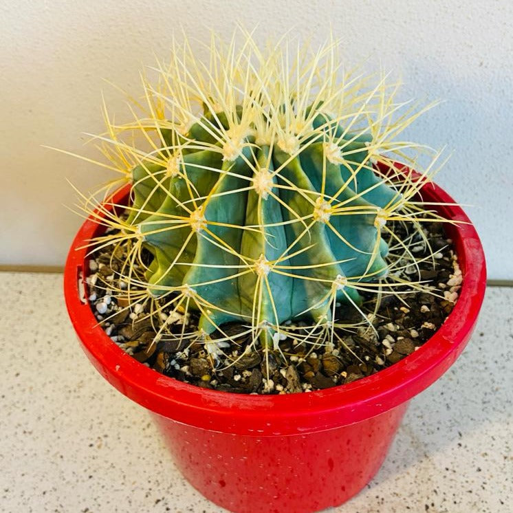 Cacti - Ferocactus Glauscens