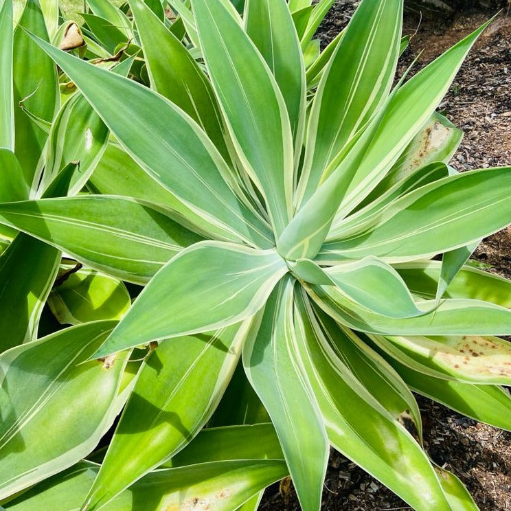 Agave Attenuata Tandara Tiger