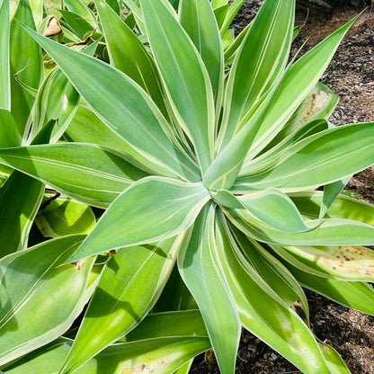 Agave Attenuata Tandara Tiger