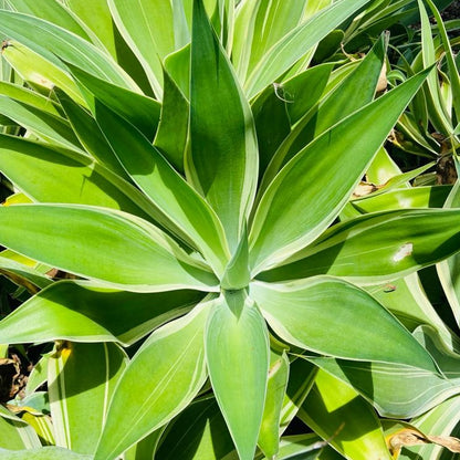 Agave Attenuata Tandara Tiger