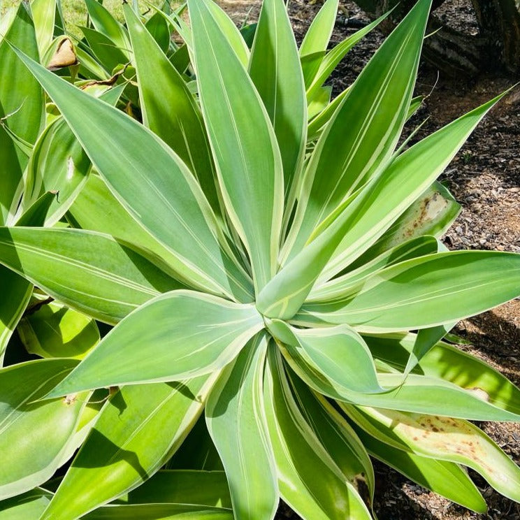 Agave Attenuata Tandara Tiger