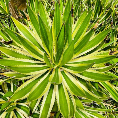 Agave Quadricolour