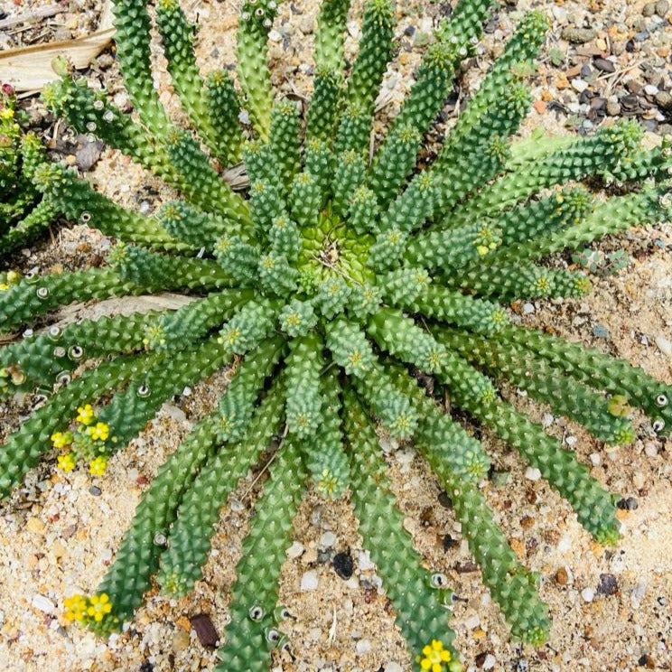 Euphorbia Caput-Medusae "Medusa"