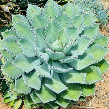 Agave Potatorum Kichiokan