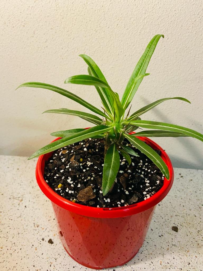 Pachypodium Geayi
