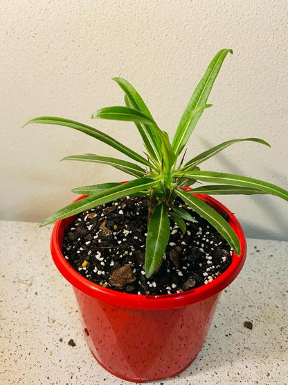 Pachypodium Geayi