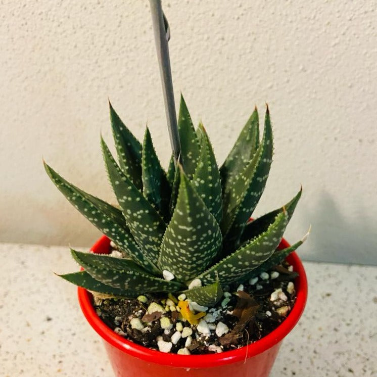 Gasteria x Aloe Kabela Green Form