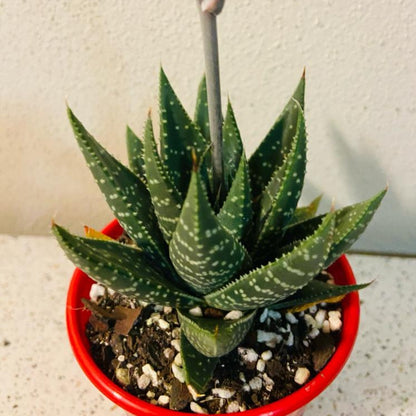 Gasteria x Aloe Kabela Green Form