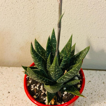 Gasteria x Aloe Kabela Green Form