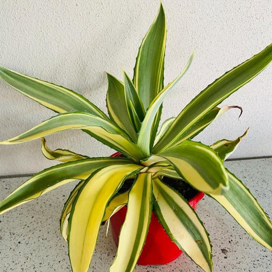 Agave joe Hoak Variegated #110